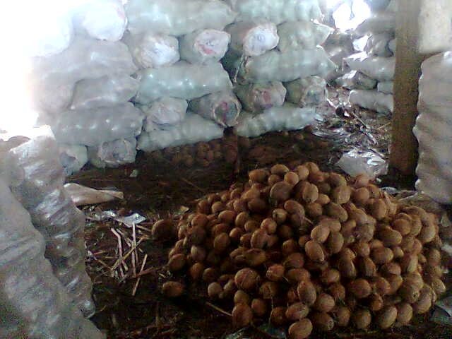 100% Edible Sundry Brown Coconut Fruit