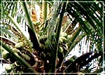coconuts
