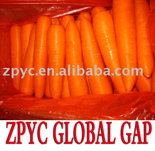 Chinese frresh carrot