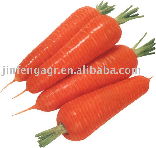 Fresh Carrot