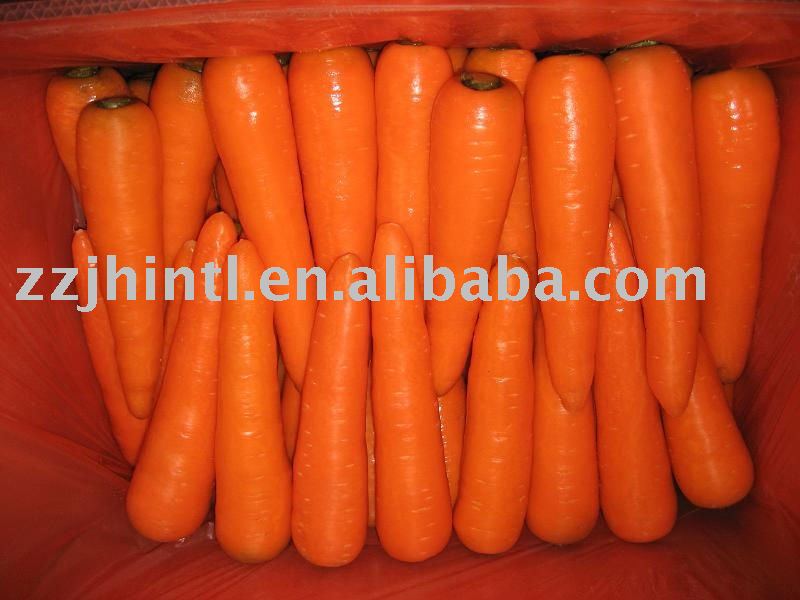 carrot