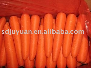 Fresh Red Carrots