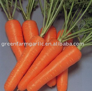 Chinese Fresh Yellow Carrot in Carton or Plastic Carton