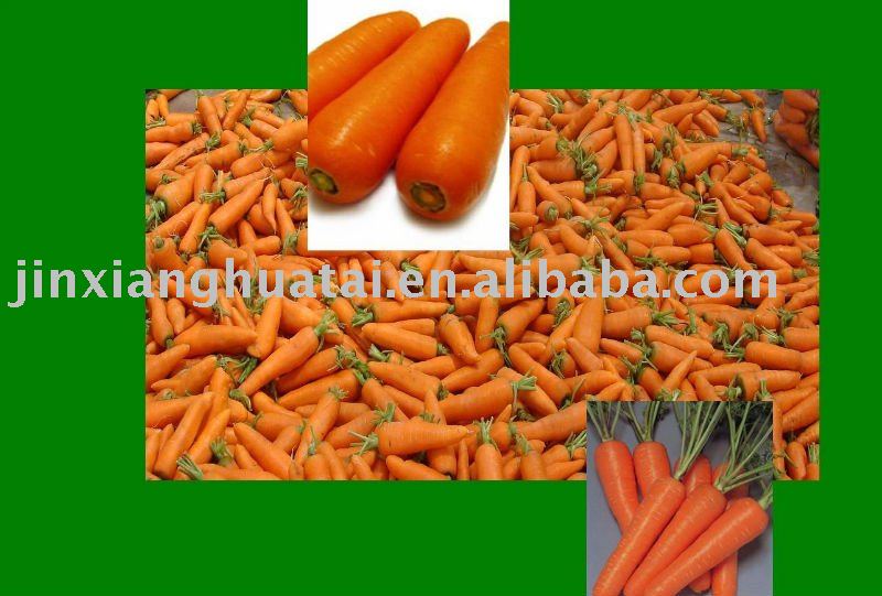 new crops fresh carrot