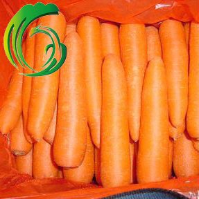 Fresh carrot