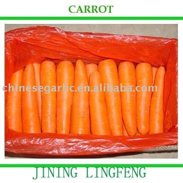  2011   Fresh  carrot