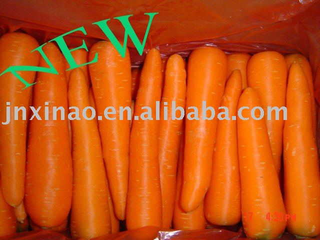 2010chinese fresh red long carrot