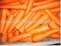 fresh carrot