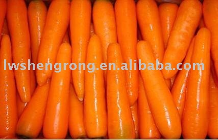 Fresh Red Carrot in Laiwu,fresh red  carrot