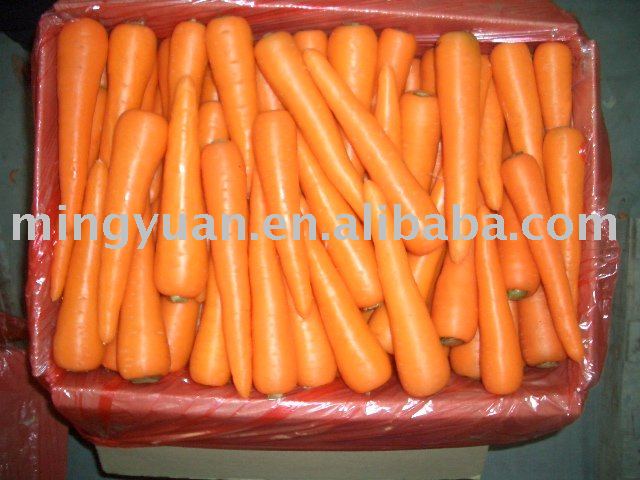 fresh carrot