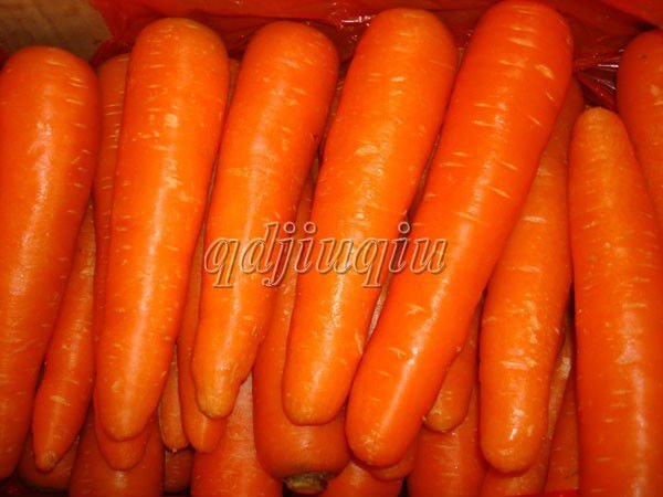 2011 new crop chinese carrot