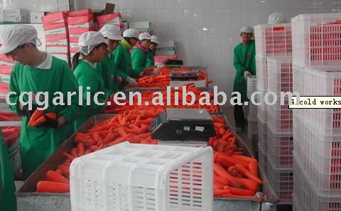 2011 new Fresh Yellow Carrot