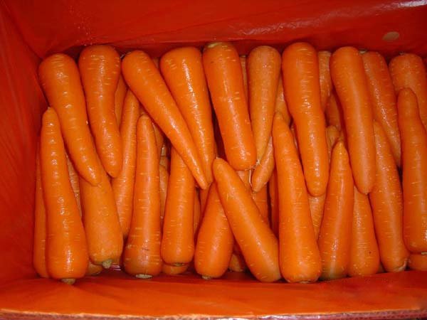 Chinese fresh carrot