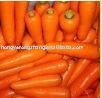 Organic Fresh Carrots