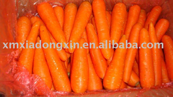 fresh red Chinese carrot with top quality
