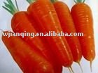 fresh carrot