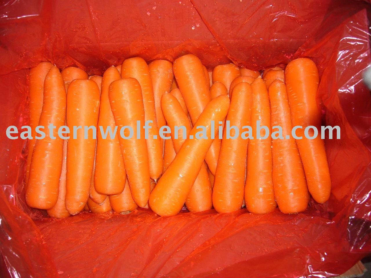 china fresh carrot in carton package