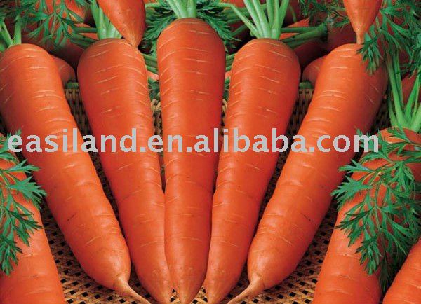 fresh carrotNO.20