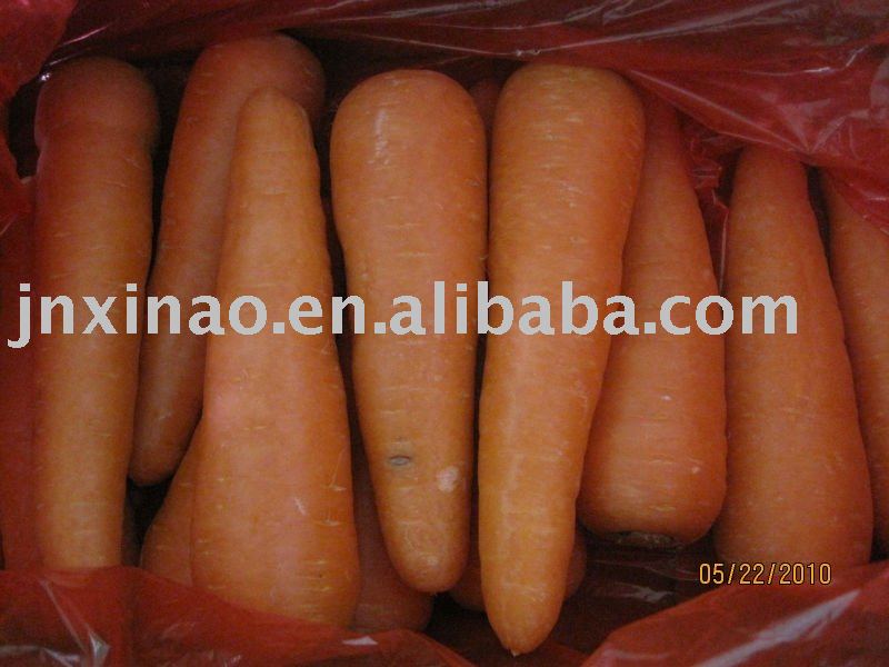 2010 chinese long  yellow Shandong carrot
