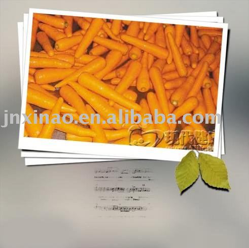 2010Cnihese fresh red long shandong big carrot