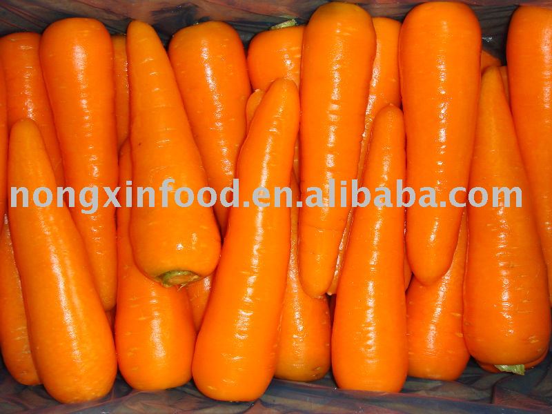 2011 new crop fresh carrot Shandoong origin