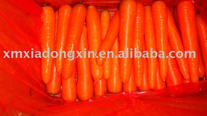 fresh carrot