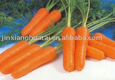 shandong fresh carrot