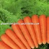 Chinese 2011 New Fresh Yellow Carrot in10kg/Carton