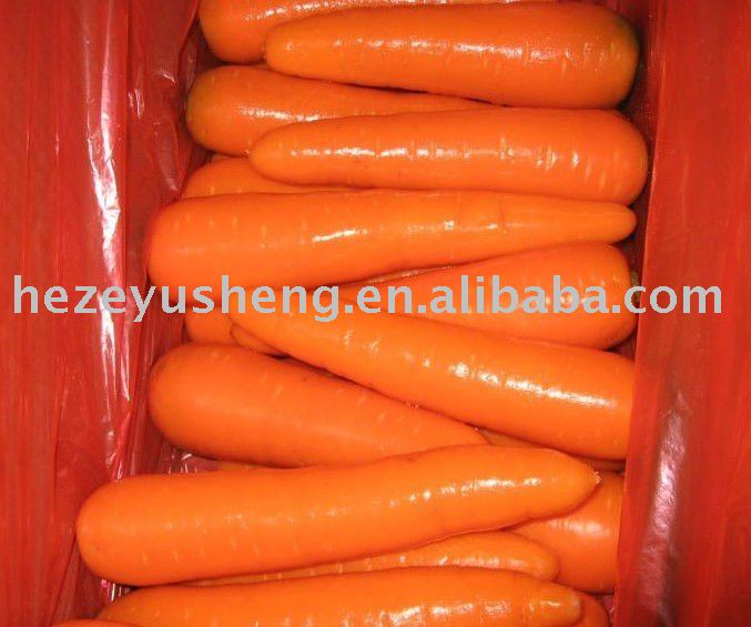 fresh red shandong carrot 2011 new crop
