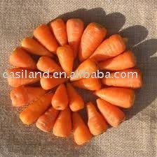 fresh carrotNO.17