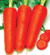 fresh carrot