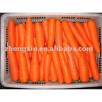 Fresh  carrot