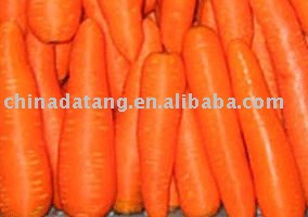 fresh carrot  hot sale