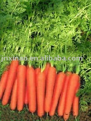 2010chinese fresh long  red carrot