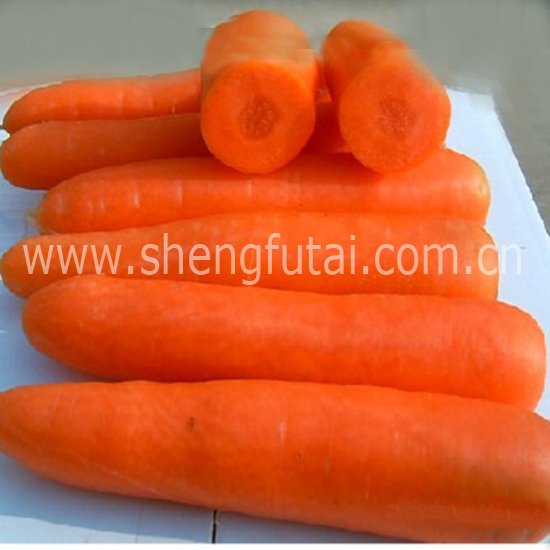 Chinese fresh carrot (2010 New Crop)