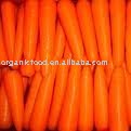 Fresh Carrot