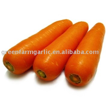 Fresh Bright-orange Carrot Corp