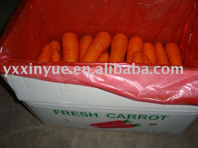 Shandong Fresh Carrot