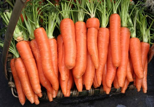 fresh carrot