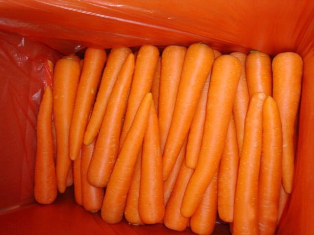 fresh carrot