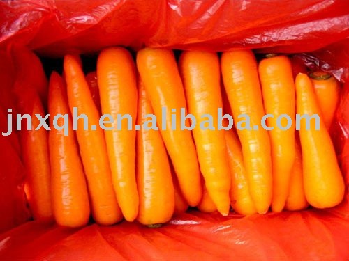 carrot
