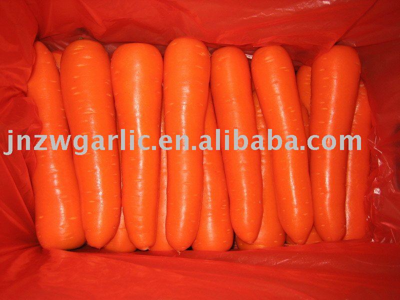 fresh carrot
