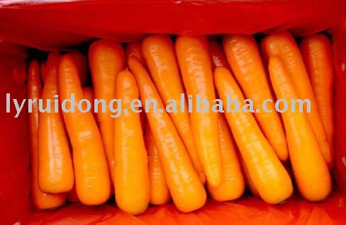 fresh carrot