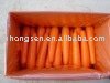 carrot