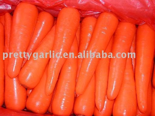Chinese Fresh Carrot