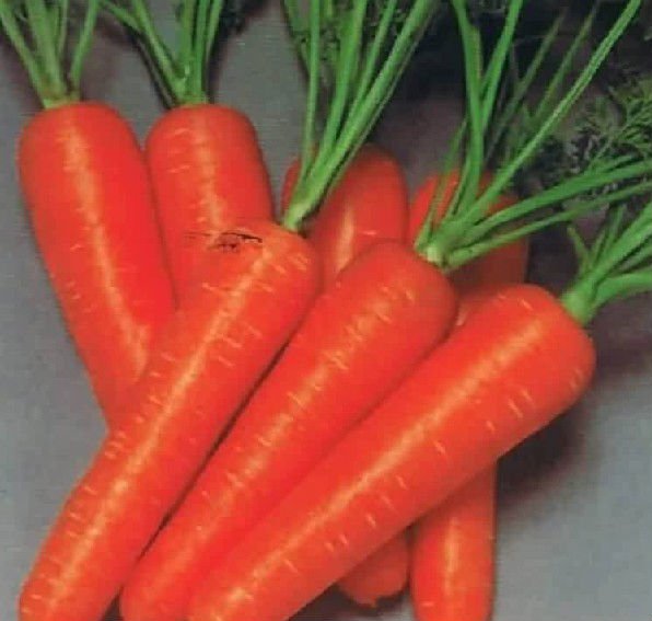 Fresh chinese carrot