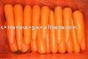bright  red   orange  color high quality fresh carrot