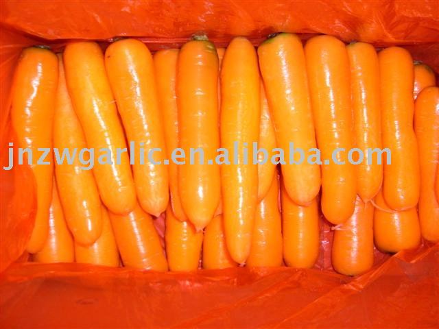 carrot