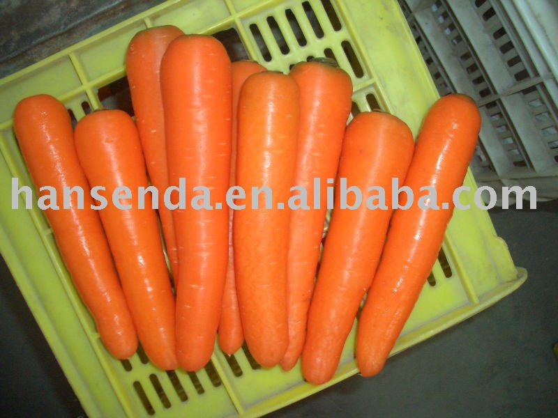 Carrot