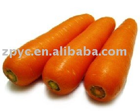 carrot